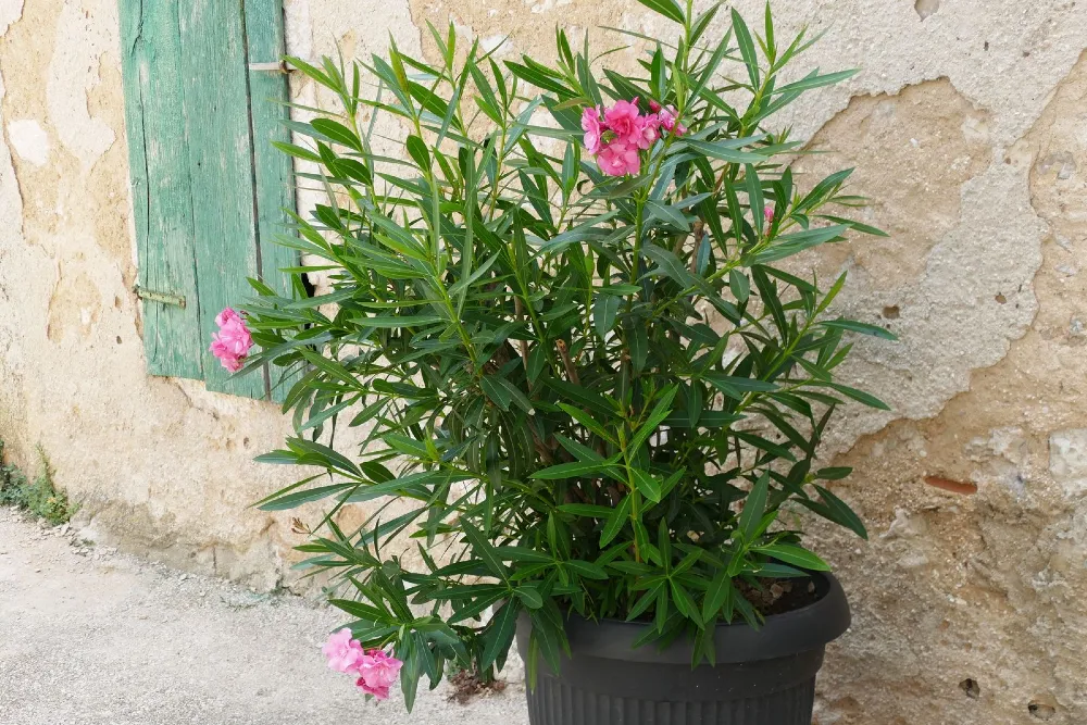 Miért nem virágzik a leander? 2.